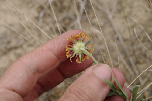 Image of Gaillardia coahuilensis by (c) Eric Knight, some rights reserved (CC BY)