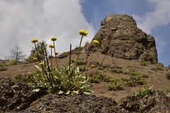 Eriogonum compositum compositum