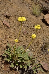 Eriogonum compositum compositum