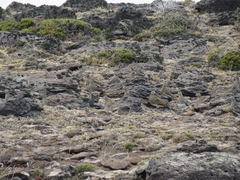 Attagis malouinus