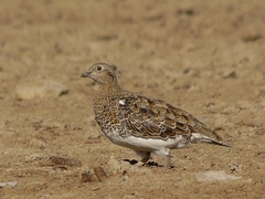 Attagis malouinus