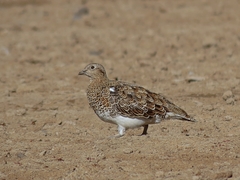 Attagis malouinus