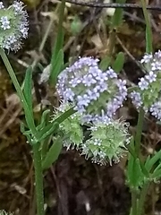 Valerianella coronata