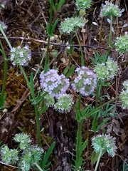 Valerianella coronata