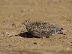 Attagis malouinus