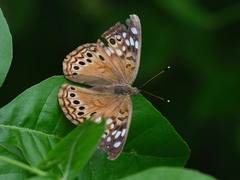 Asterocampa celtis antonia