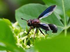 Physocephala floridana