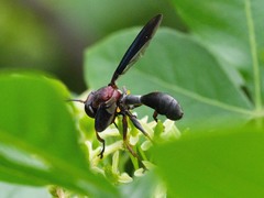 Physocephala floridana