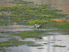Calidris ferruginea