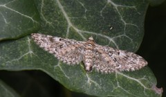 Eupithecia dodoneata