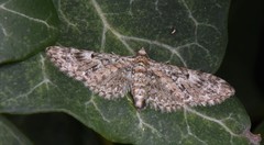 Eupithecia dodoneata