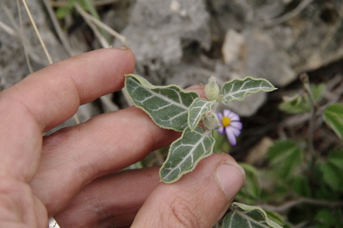 Image of Acleisanthes crassifolia by (c) Eric Knight, some rights reserved (CC BY)