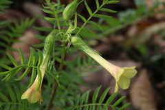Polemonium pauciflorum