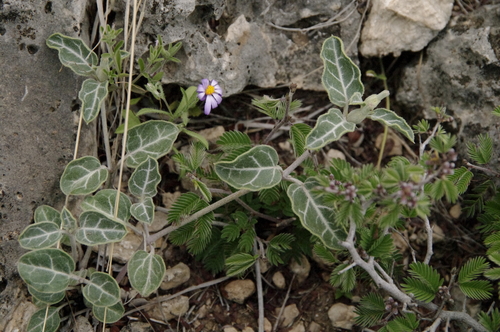Image of Acleisanthes crassifolia by (c) Eric Knight, some rights reserved (CC BY)
