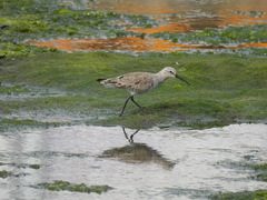 Calidris ferruginea