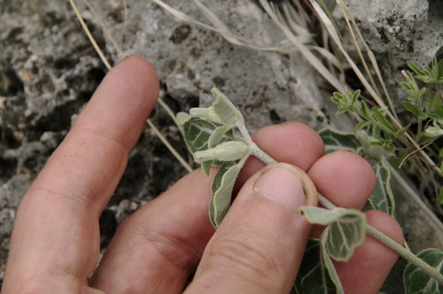 Image of Acleisanthes crassifolia by (c) Eric Knight, some rights reserved (CC BY)