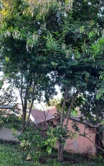 Piptadenia gonoacantha