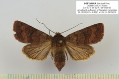 Eriopyga