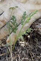 Lomatium nevadense