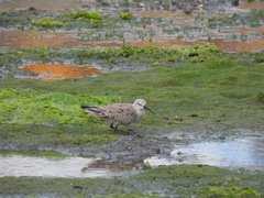 Calidris ferruginea