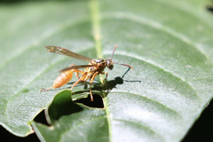 Mischocyttarus angulatus