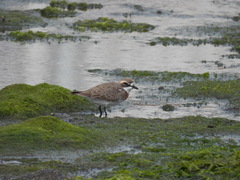 Charadrius mongolus