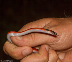 Oxyrhopus melanogenys