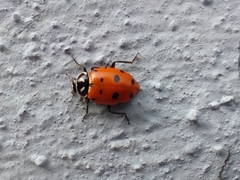 Hippodamia convergens