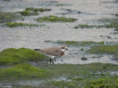 Charadrius mongolus
