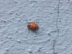 Hippodamia convergens