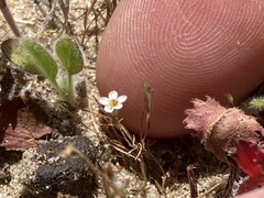 Leptosiphon pygmaeus