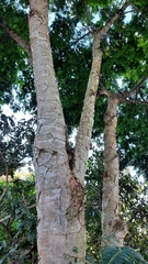 Piptadenia gonoacantha