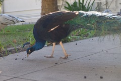 Pavo cristatus × muticus