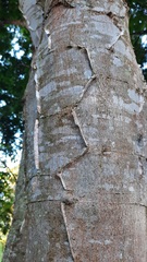 Piptadenia gonoacantha