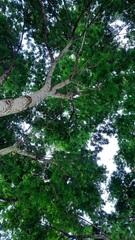 Piptadenia gonoacantha