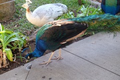 Pavo cristatus × muticus