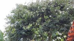 Piptadenia gonoacantha