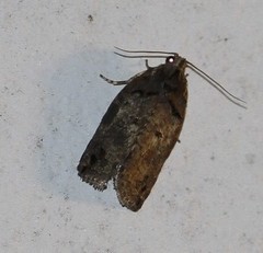 Xenothictis sciaphila