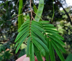 Piptadenia gonoacantha