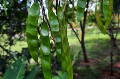 Piptadenia gonoacantha