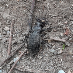 Carabus granulatus interstitialis