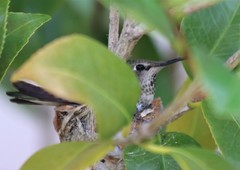 Calypte anna