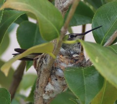 Calypte anna