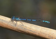 Austrocoenagrion lyelli