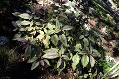 Strobilanthes auriculata