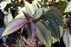 Strobilanthes auriculata