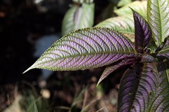 Strobilanthes auriculata