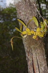 Bulbophyllum sambiranense