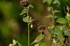 Callianthe pauciflora