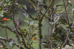 Turdus maranonicus